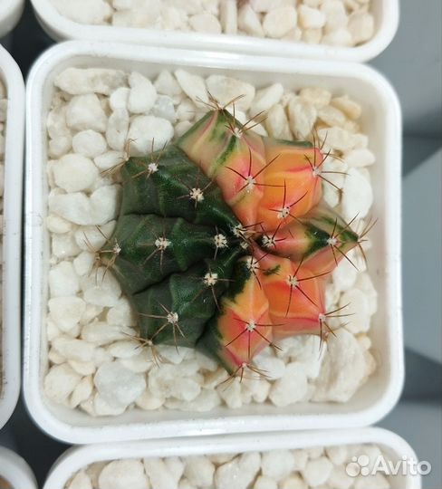 Красивый кактус