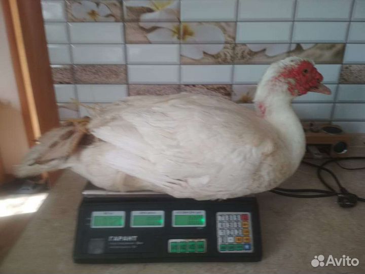 Мускусные утки