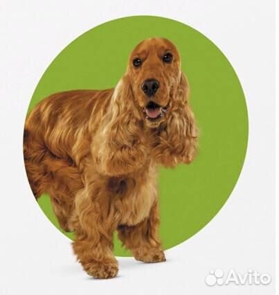 Обработка собак от клещей