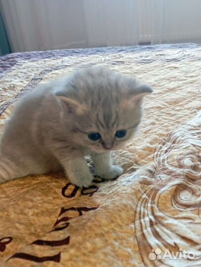 Шотландская