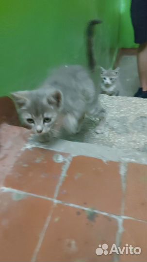 Котята в добрые руки бесплатно