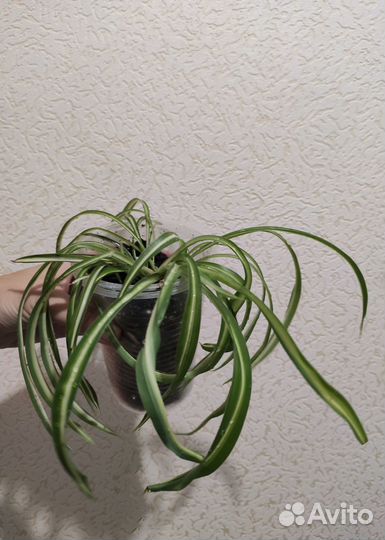 Хлорофитум кудрявый Бонни