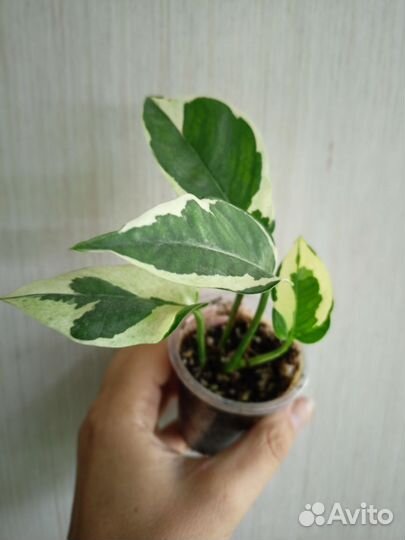 Эпипремнум Н-Джой