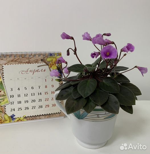 Сортовые фиалки мини, полумини, трейлер