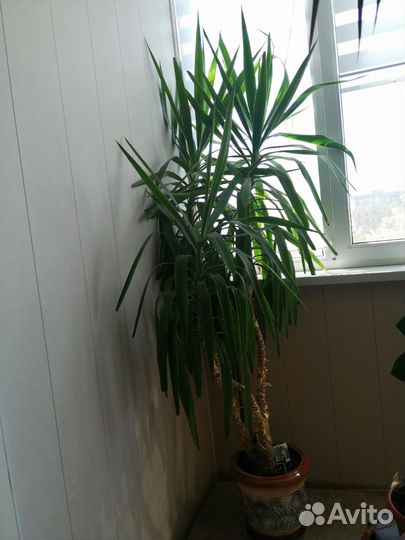 Пальма юкка