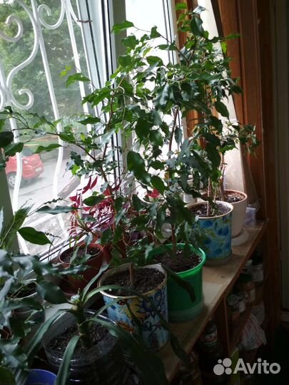 Сансевиерия, Бенджамин