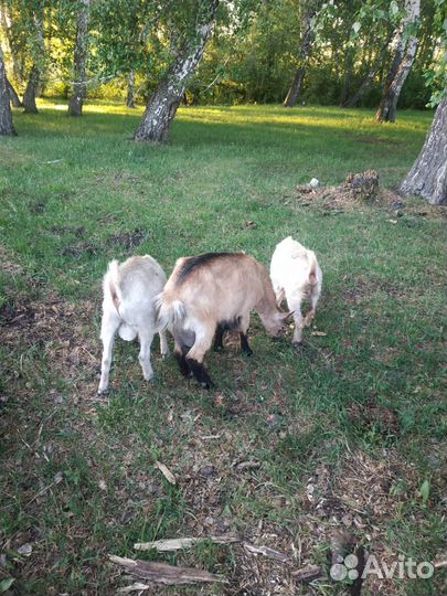 Корова первотелка, козы