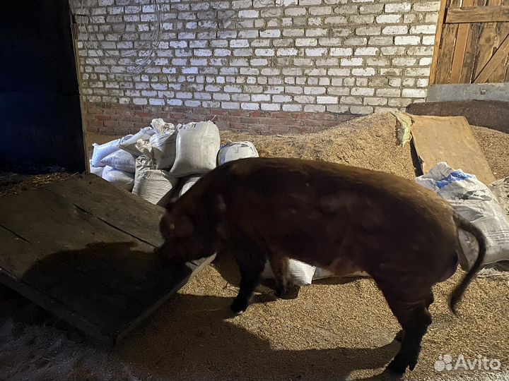 Хряк на племя