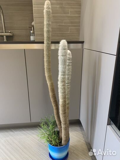 Кактус эспостоа с хатиорой