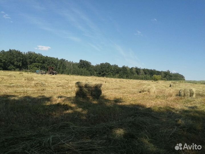 Сено луговое в тюках