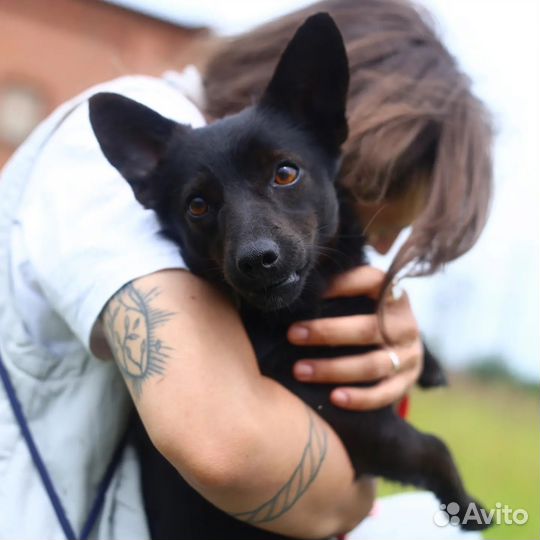 Дудл ищет дом