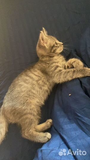 Котята в добрые руки бесплатно