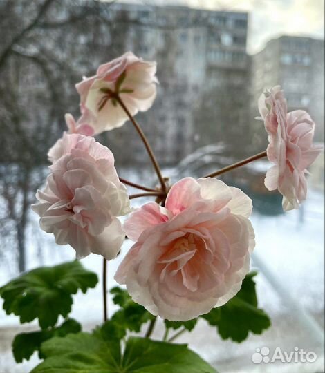 Пеларгония (герань) сортовая цветущая