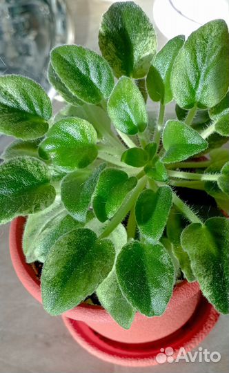 Сенполия полумини