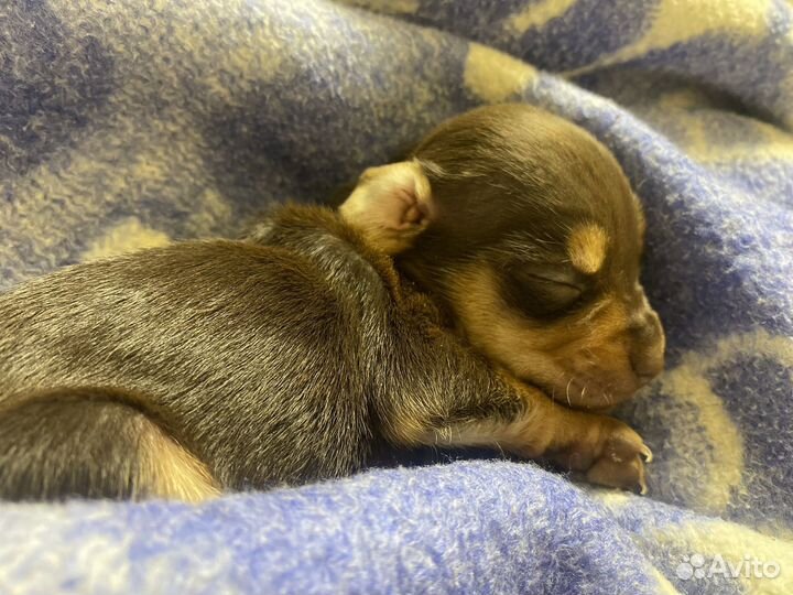 Той-терьер щенки