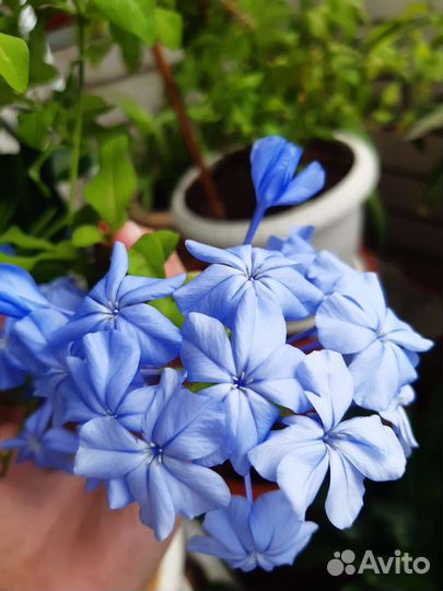 Свинчатка,Зефирантесы,Гиппеаструм