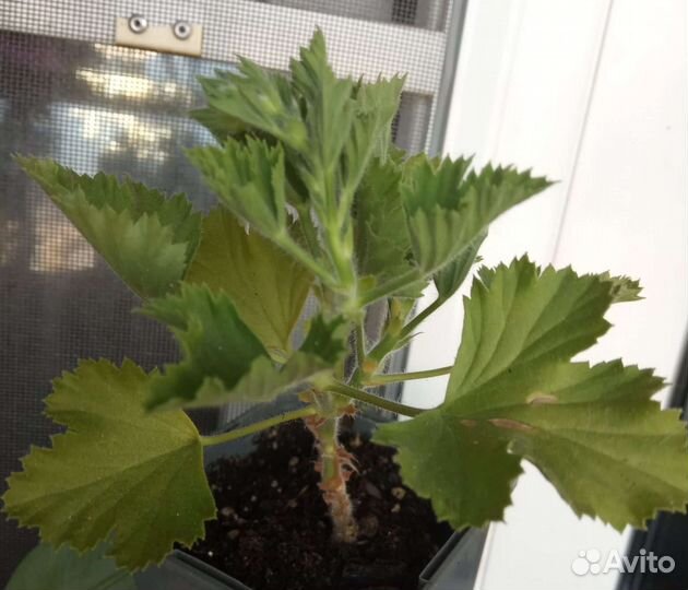 Растения для дома