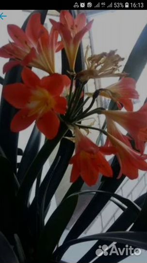 Комнатное растение Кливия