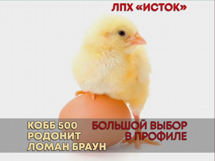 Бройлер Кобб 500 Чехия