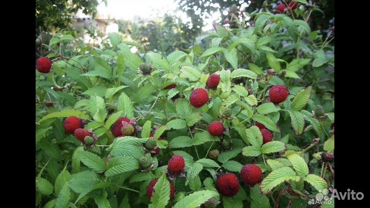 Тибетская малина саженцы