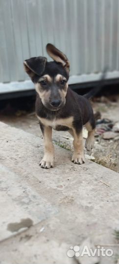 Щеночек- звоночек