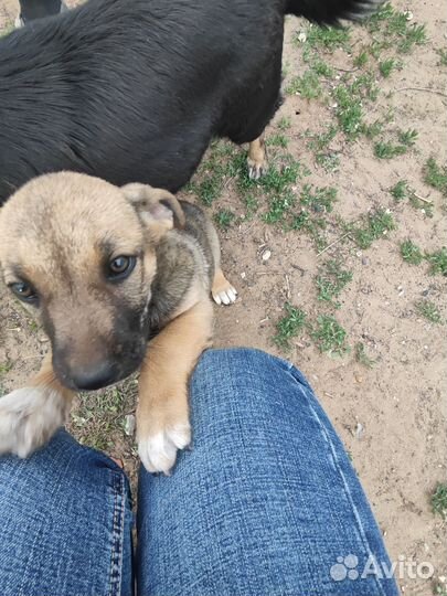 Щенок девочка