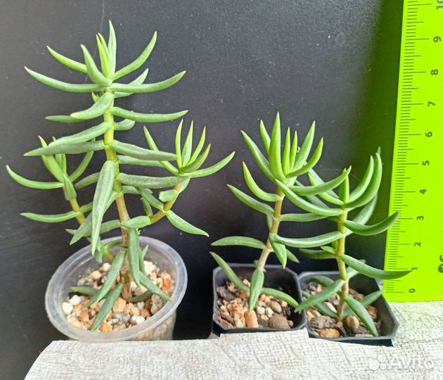 Суккуленты крассулы