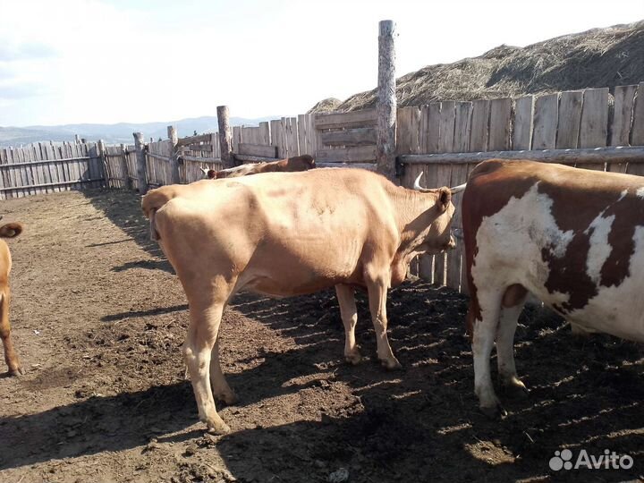 Крс корова телка бык