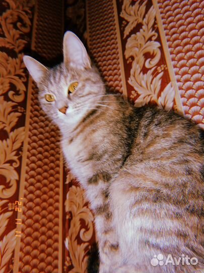 Кошка в дар бесплатно