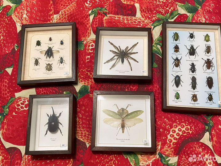 Насекомые жуки бабочки в коробках часть 2