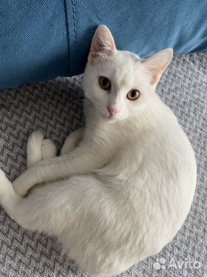 Кошки в добрые руки