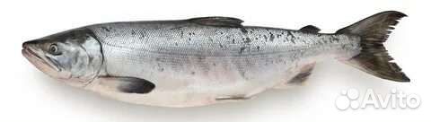 Свежая рыба нерка