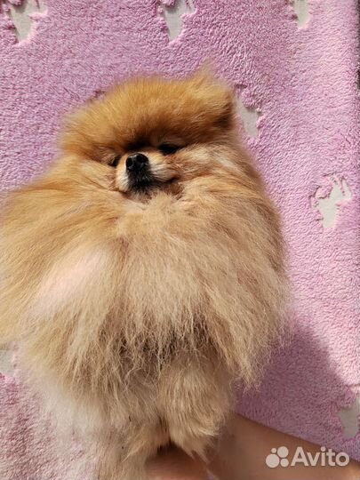 Вязка померанский шпиц