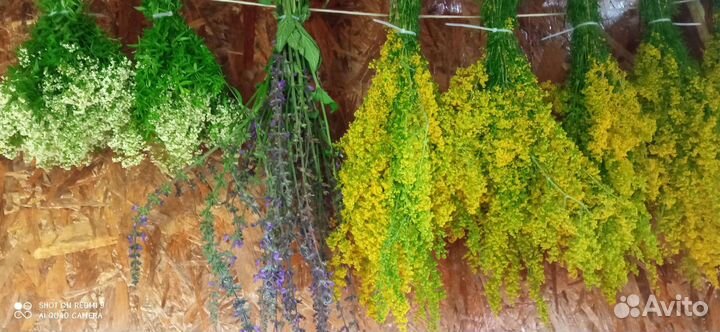 Лечебные травы Башкортостана