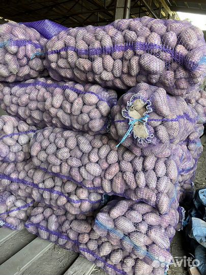 Картофель оптом и в розницу