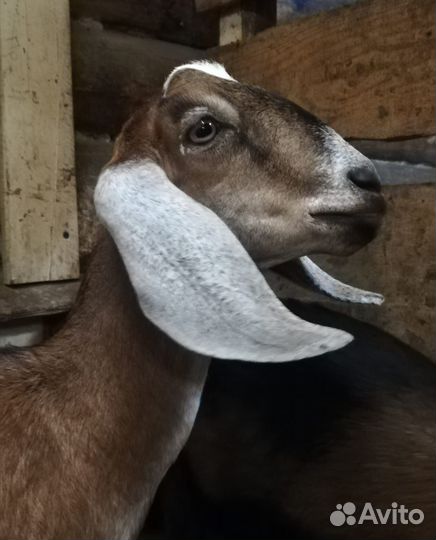 Козлик камори