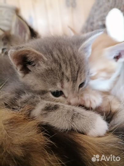 Кошечка нежная