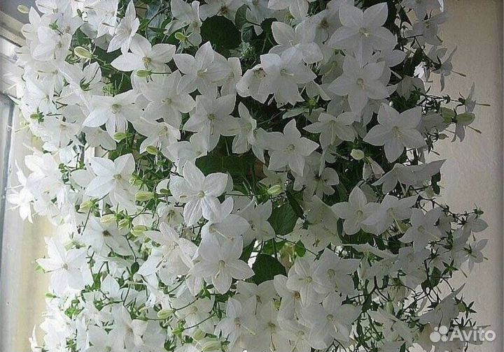 Кампанула жених и невеста