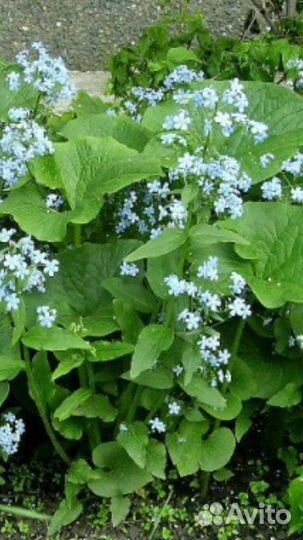 Ирис, традесканция, незабудка, гвоздика и др