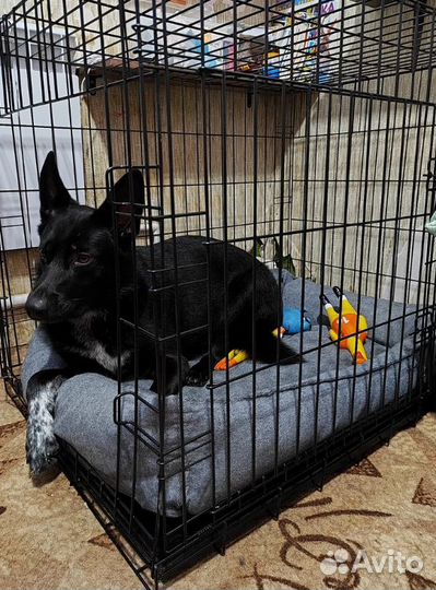Клетка для собак, антивандальная + поддон