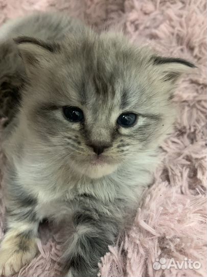 Котята мейн кун