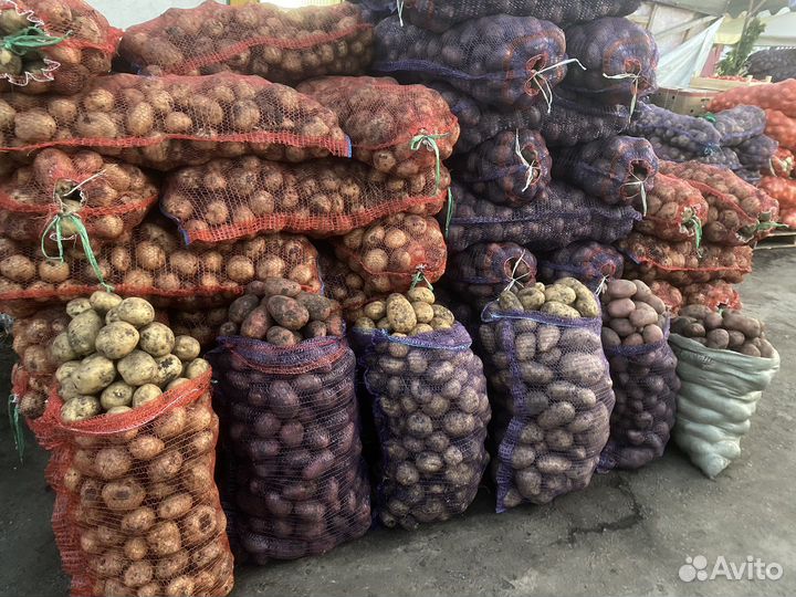 Картофель всех сортов