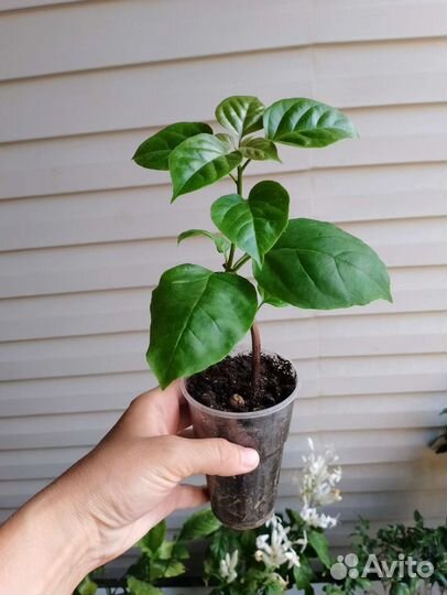 Бугенвиллия разные сорта