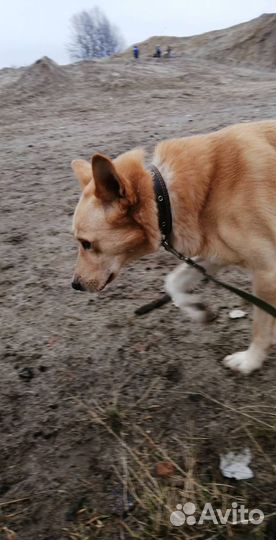 Выгул собак