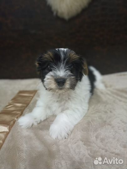 Щенки бивер йорка