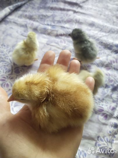 Инкубационные яйца, молодняк птицы