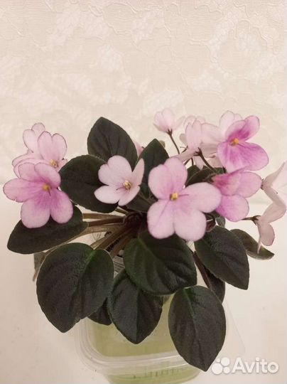 Фиалка Н.Дюймовочка