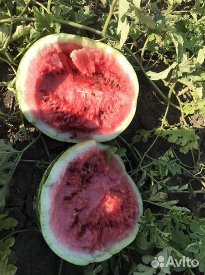 Арбуз прадюсор