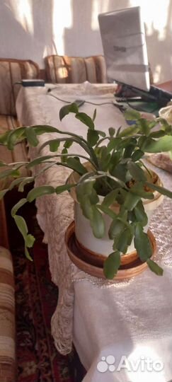 Комнатные цветы