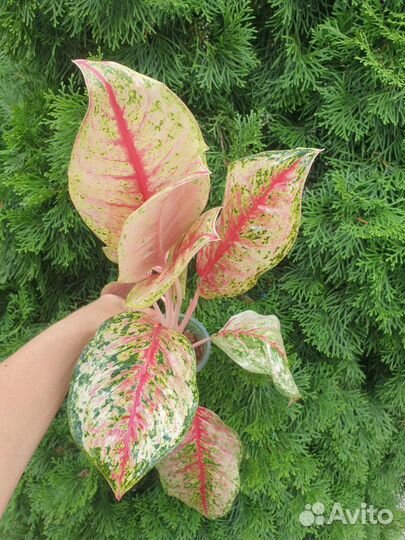 Aglaonema Тай